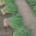 韭菜上市了