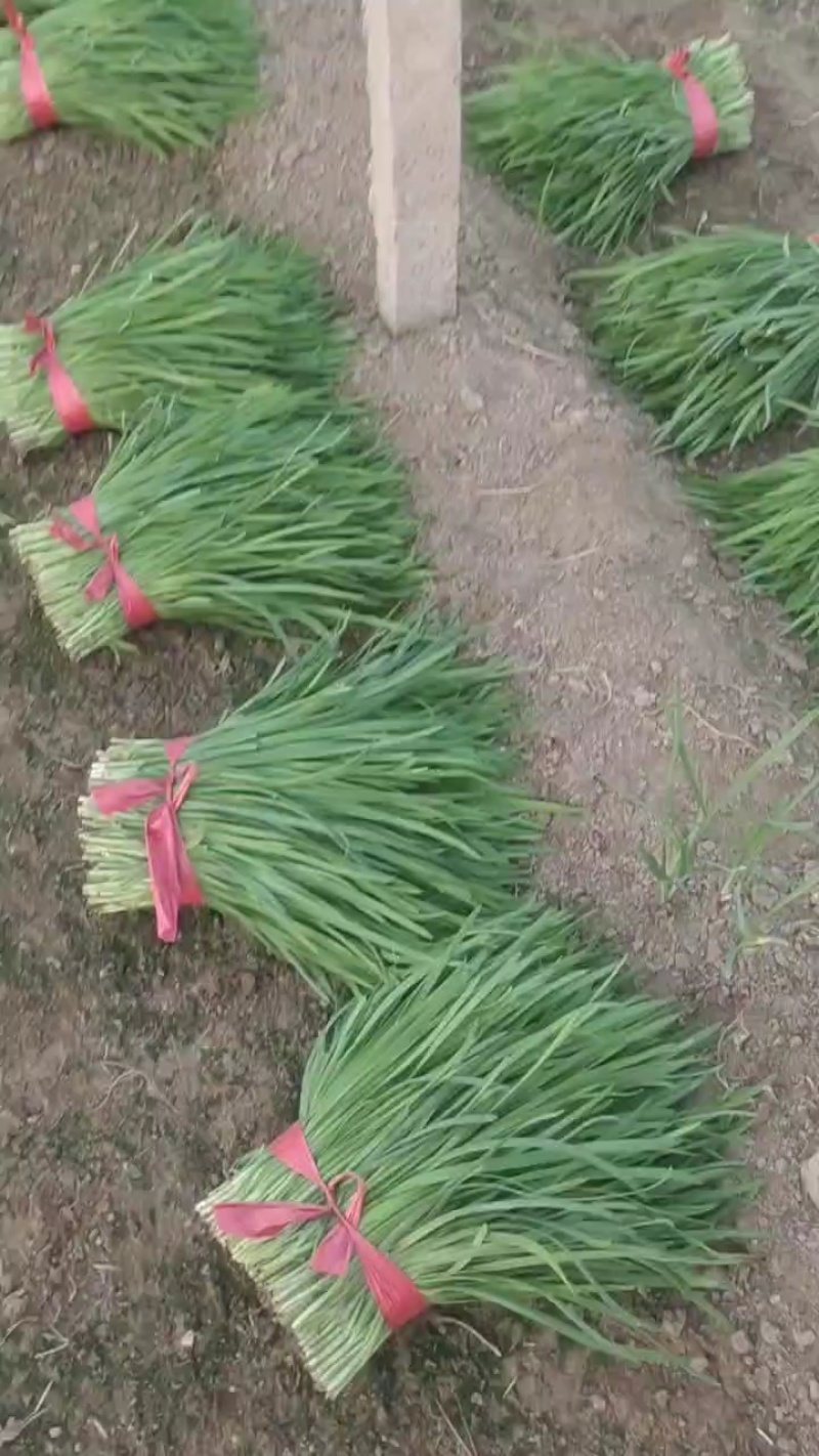 韭菜上市了