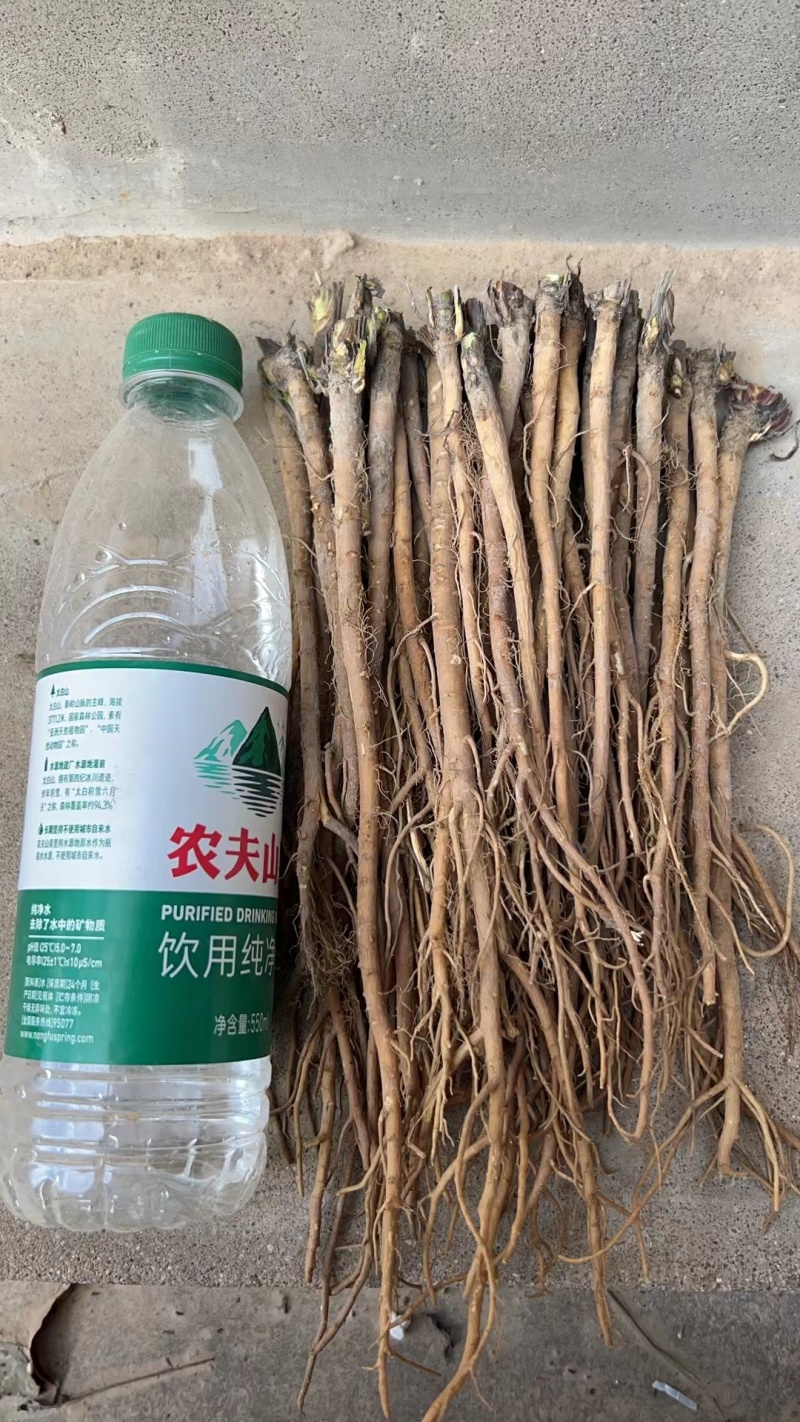 今年的新柴胡长的还不错