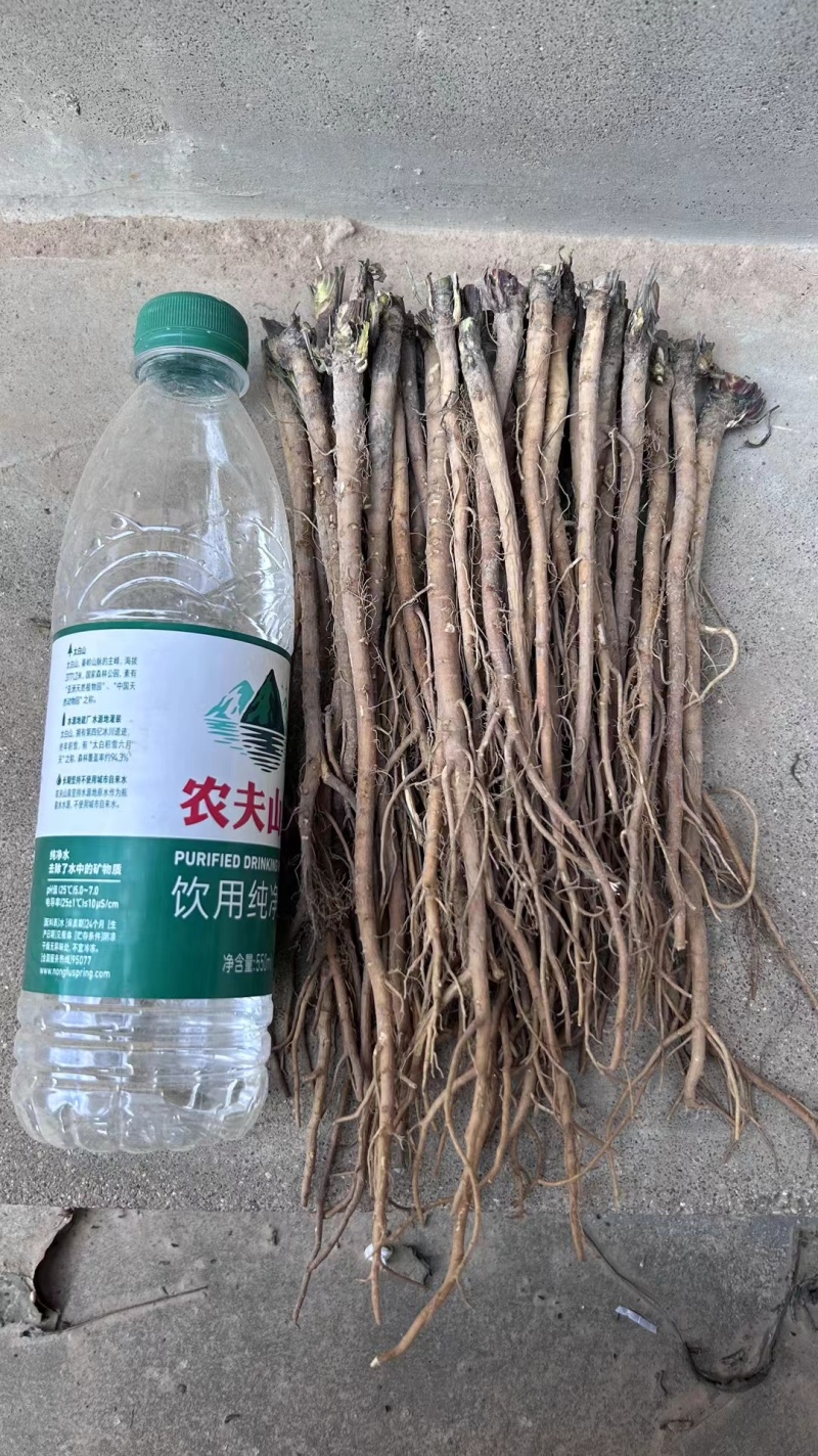 今年的新柴胡长的还不错