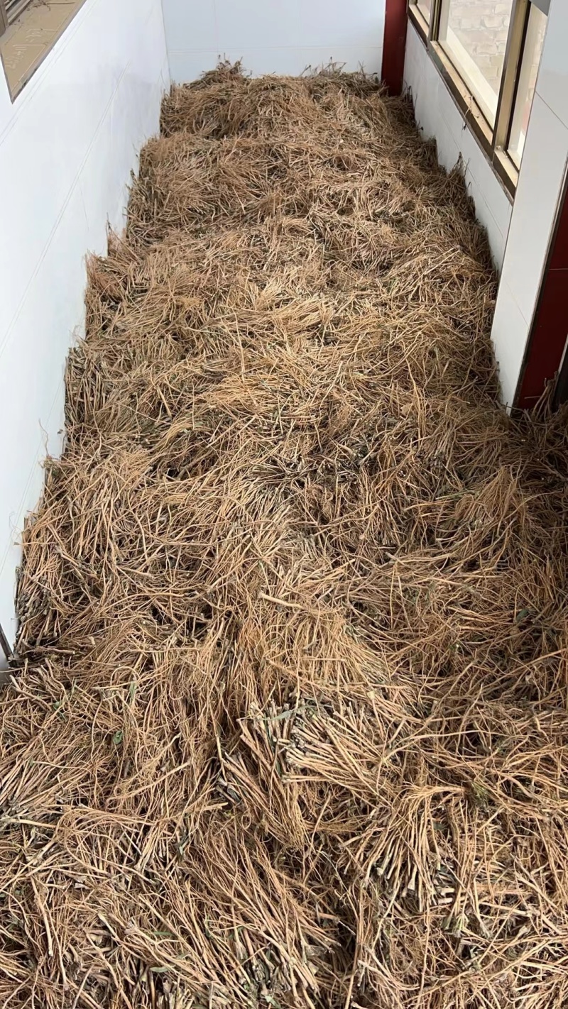 今年的新柴胡长的还不错