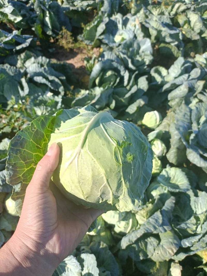 甘蓝包心菜