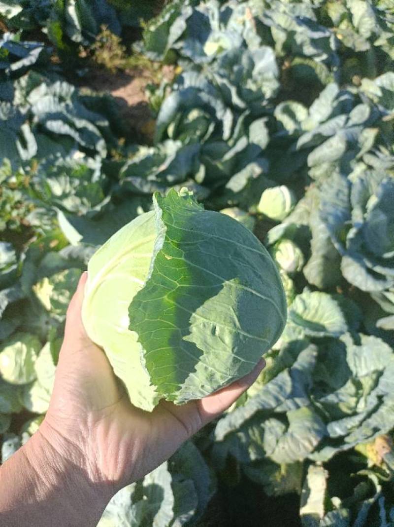 甘蓝包心菜