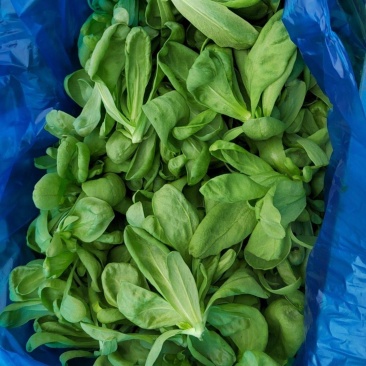 精品大叶茼蒿量大的老板联系