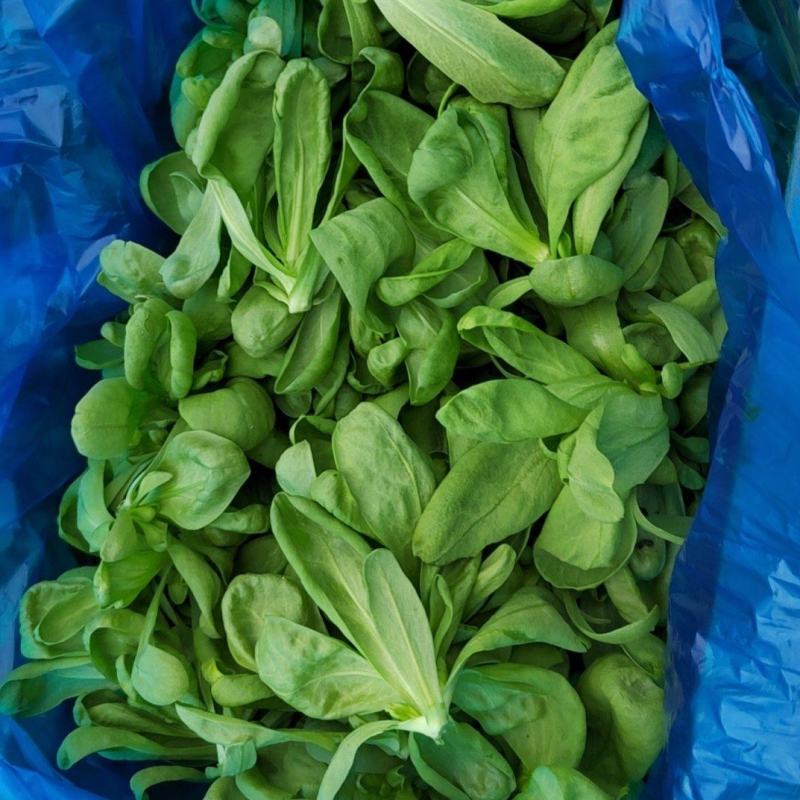 精品大叶茼蒿量大的老板联系