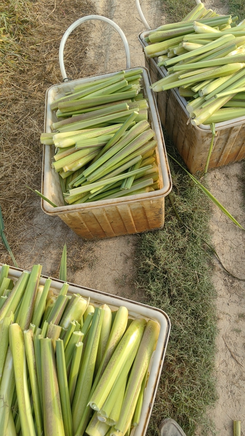 精品茭白霍邱茭白上市了货源充足量大从优