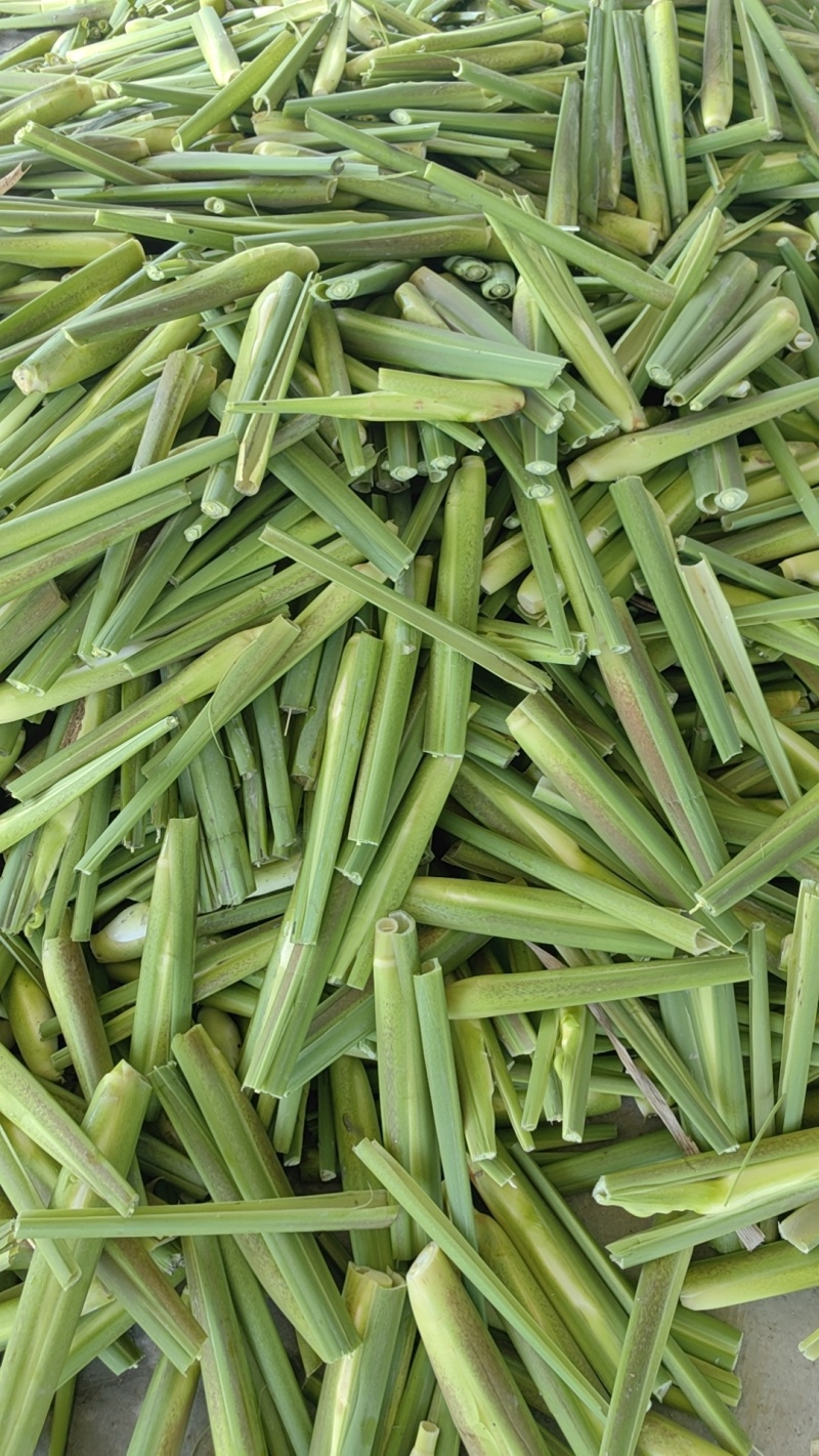 精品茭白霍邱茭白上市了货源充足量大从优