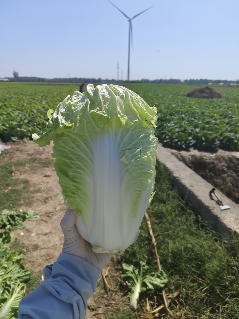 大白菜上市
