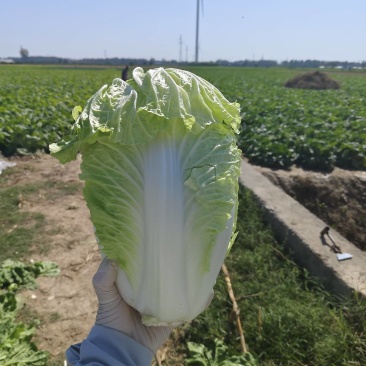 大白菜上市