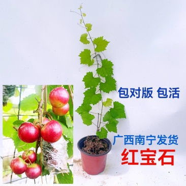 美国马斯卡丁圆叶葡萄苗，红宝石，伊森，格威尔