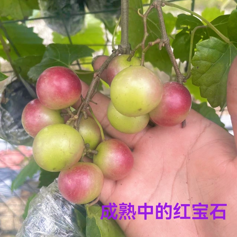 美国马斯卡丁圆叶葡萄苗，红宝石，伊森，格威尔