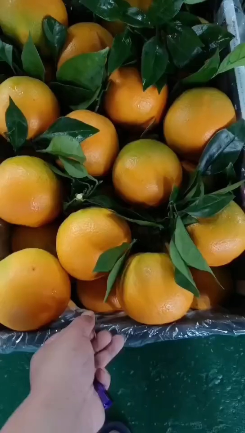 重庆奉节脐橙，纽荷尔，次果、高次、通货、选果。精品果，