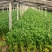 精品芹菜货源充足量大从优质量保证诚信经营欢迎咨询
