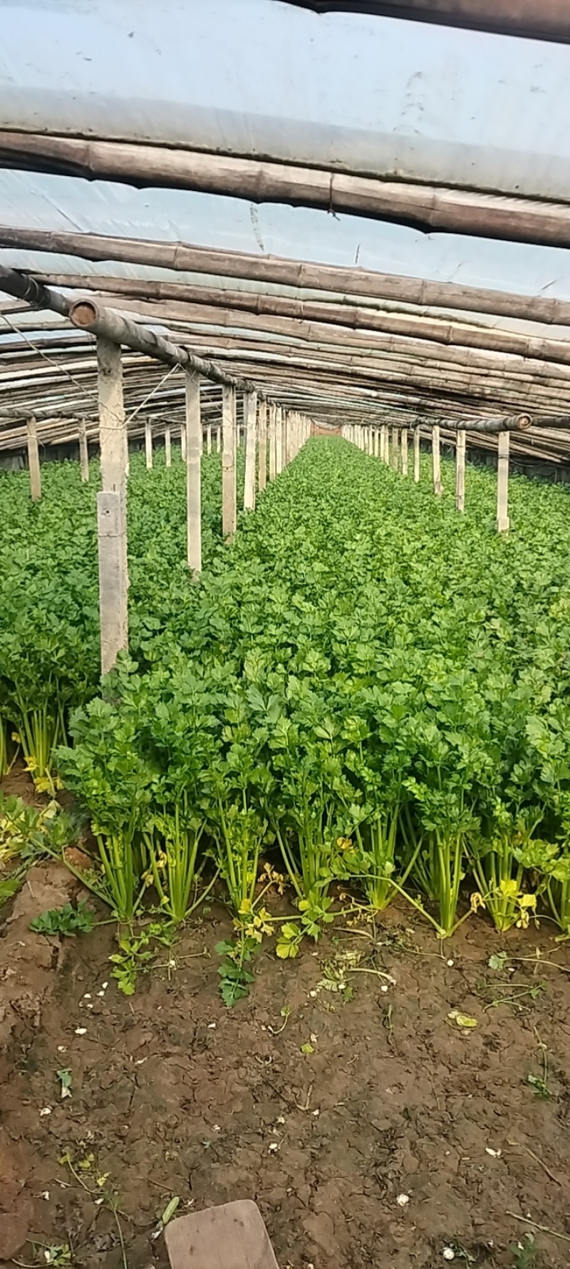 精品芹菜货源充足量大从优质量保证诚信经营欢迎咨询