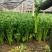 精品芹菜货源充足量大从优质量保证诚信经营欢迎咨询