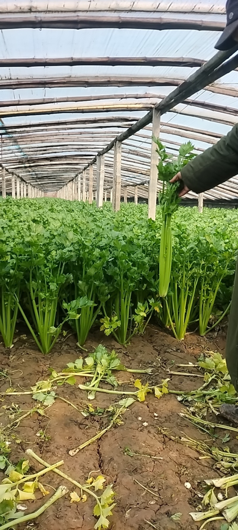 精品芹菜货源充足量大从优质量保证诚信经营欢迎咨询