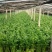 精品芹菜货源充足量大从优质量保证诚信经营欢迎咨询