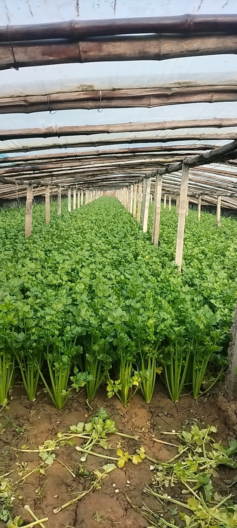 精品芹菜货源充足量大从优质量保证诚信经营欢迎咨询