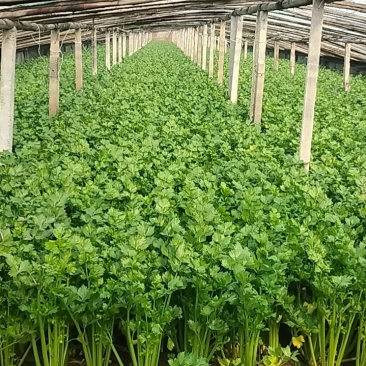 精品芹菜货源充足量大从优质量保证诚信经营欢迎咨询