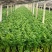精品芹菜货源充足量大从优质量保证诚信经营欢迎咨询