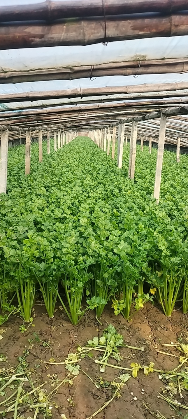 精品芹菜货源充足量大从优质量保证诚信经营欢迎咨询