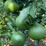 葡萄柚子