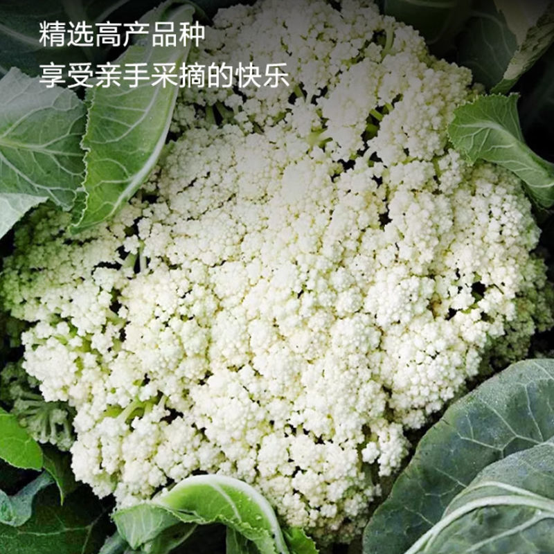 有机青梗花菜苗带土发货