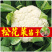有机青梗花菜苗带土发货
