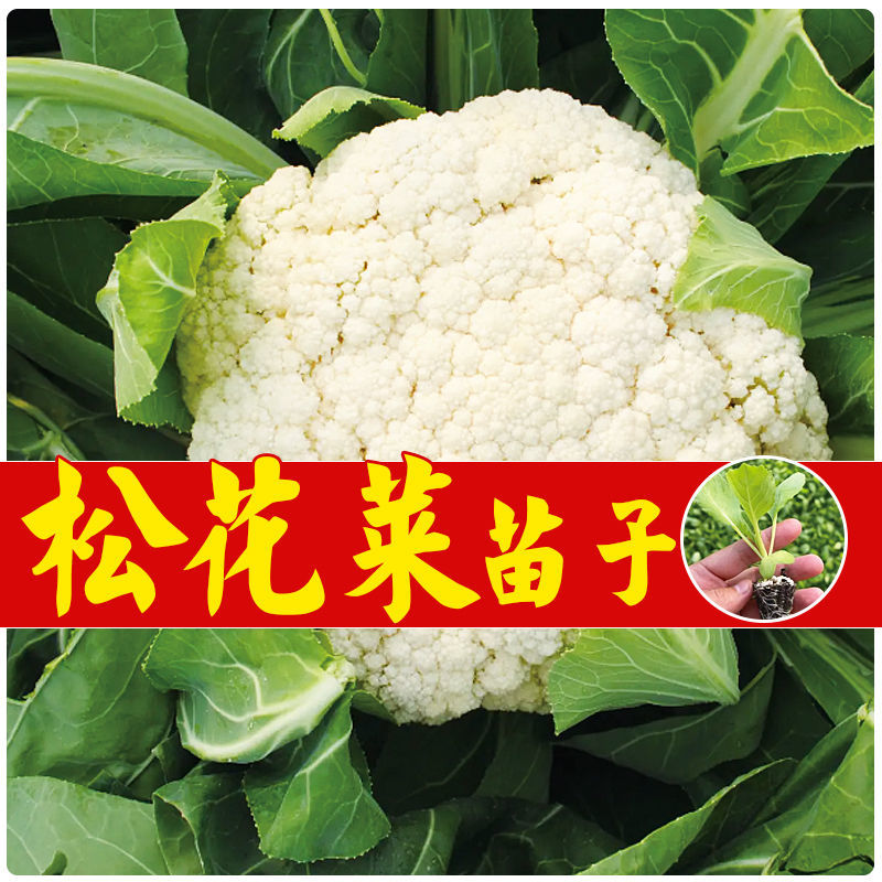 有机青梗花菜苗带土发货