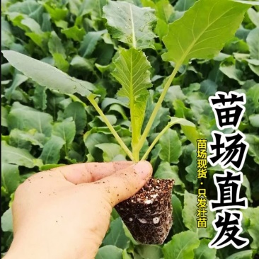 有机青梗花菜苗带土发货