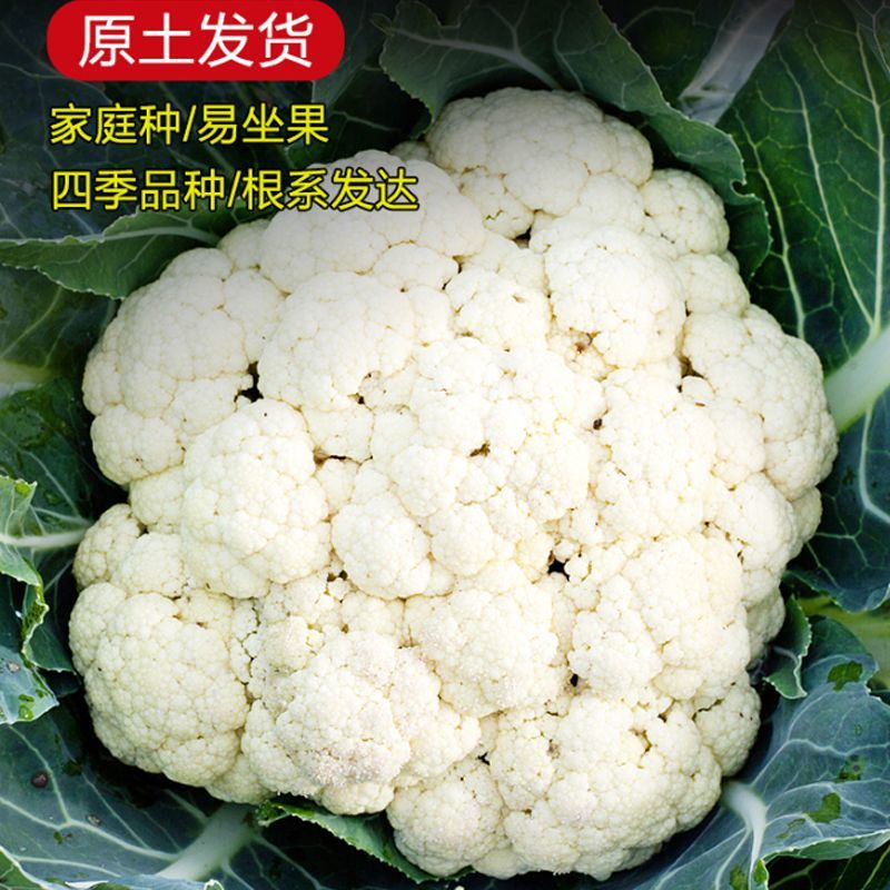 有机青梗花菜苗带土发货