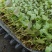 有机青梗花菜苗带土发货