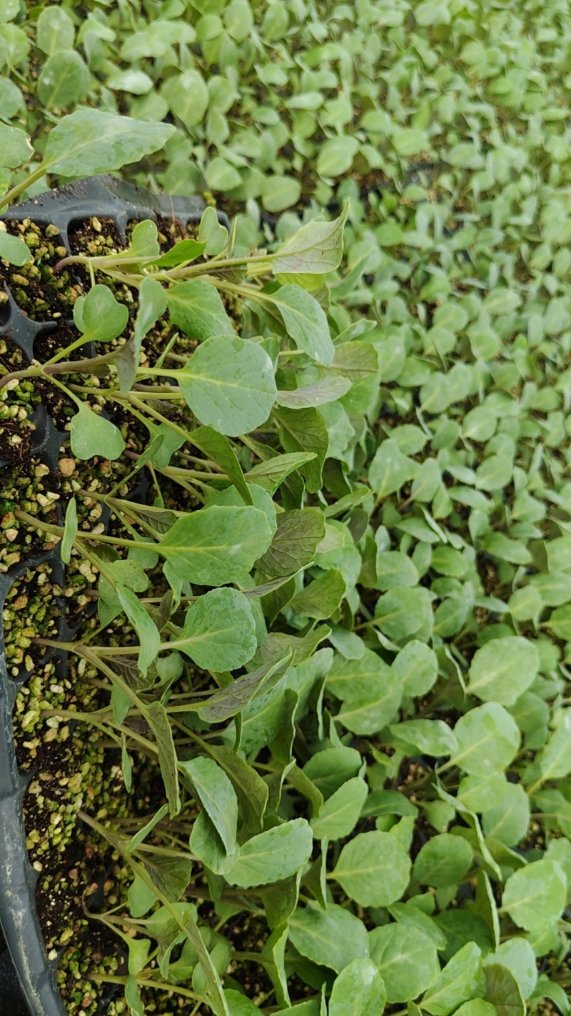 有机青梗花菜苗带土发货