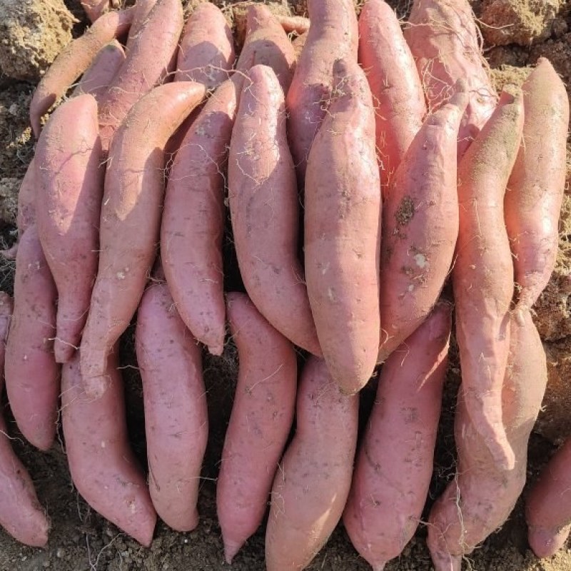 登封正宗沙地烟薯25商用红薯