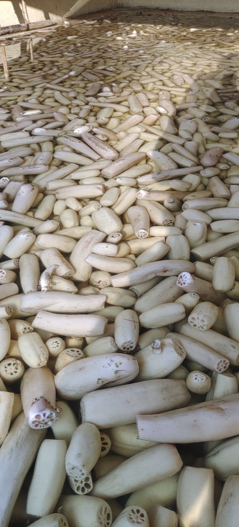 盐渍藕段，300吨低于市场价出售价格好说，今年新藕