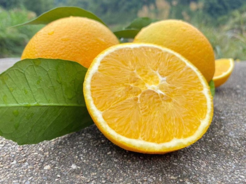 江西赣南脐橙