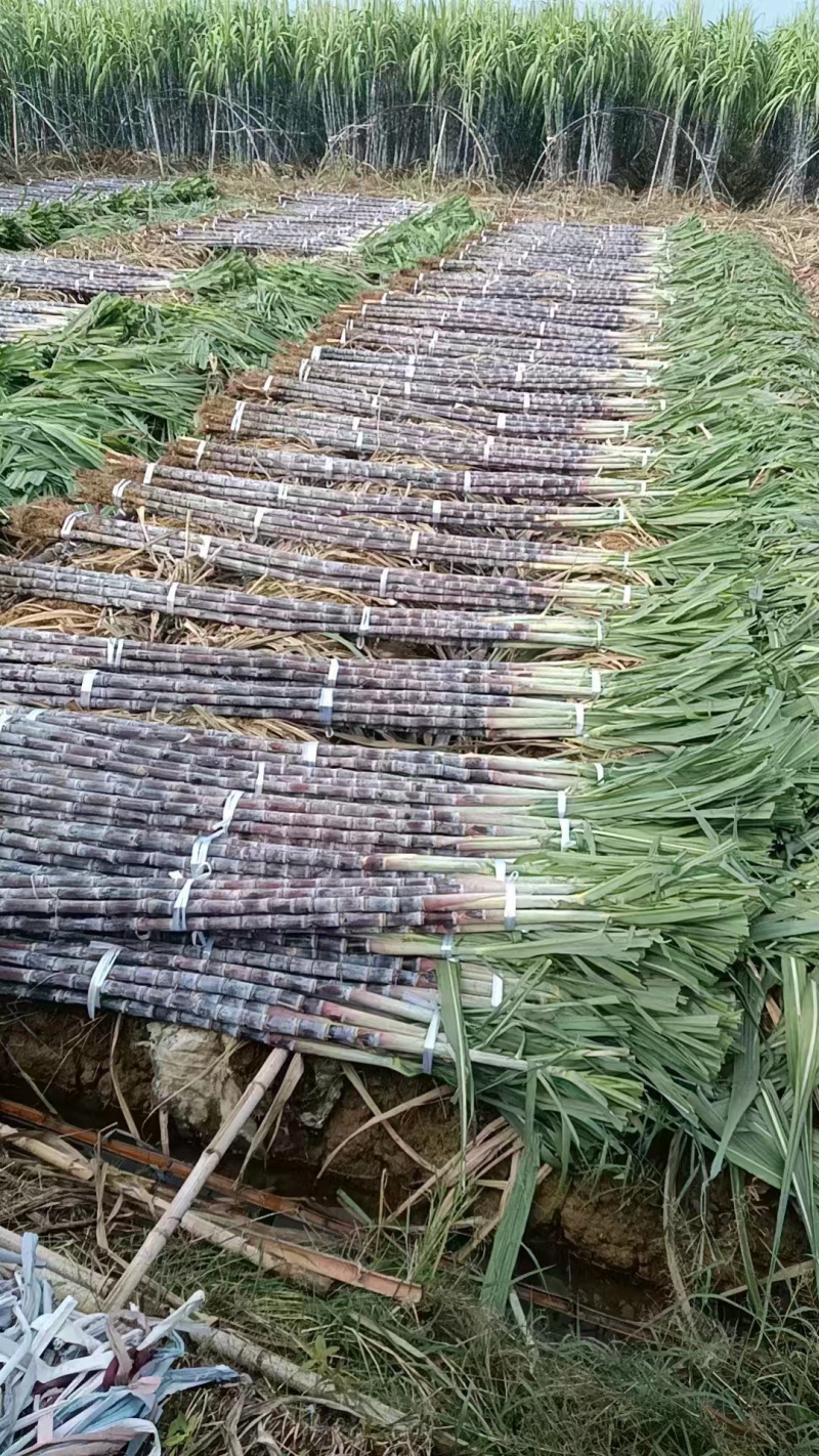 红皮甘蔗！青皮甘蔗！
