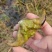 新鲜牛角菱角