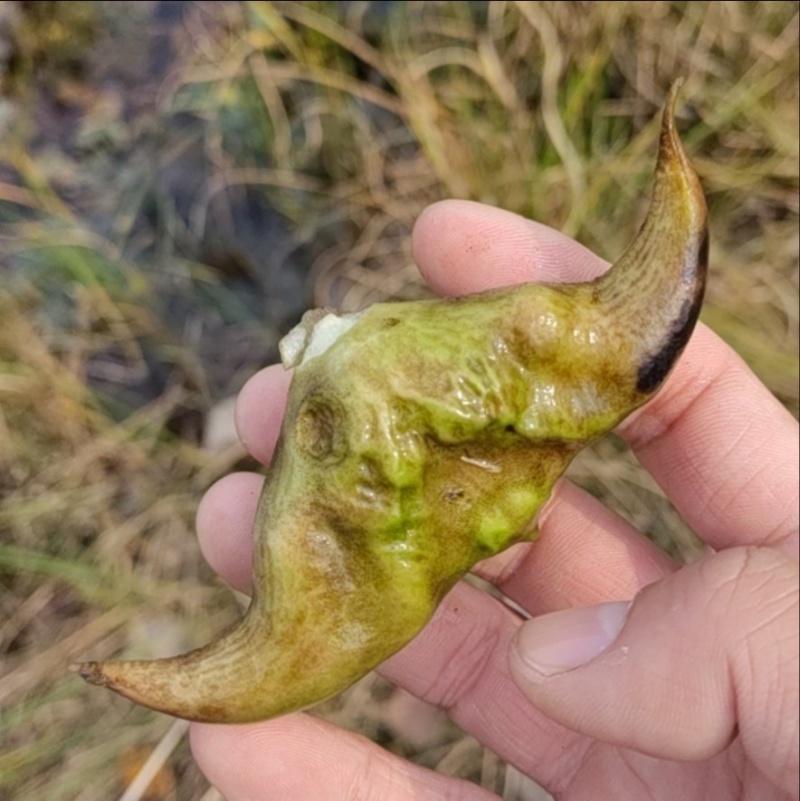 新鲜牛角菱角
