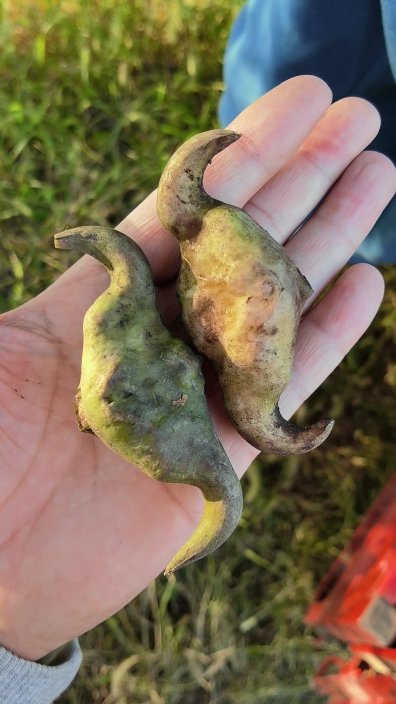 新鲜牛角菱角