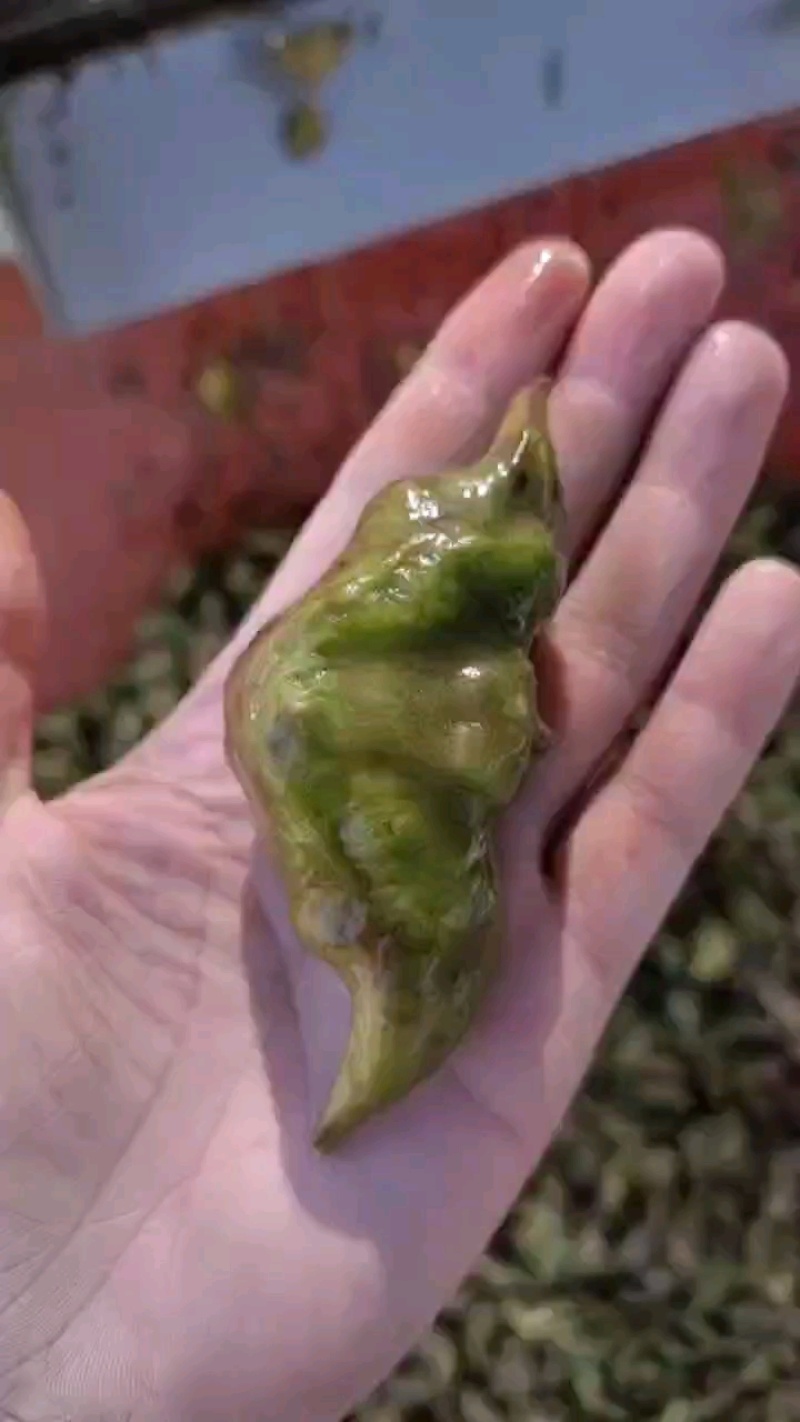 新鲜牛角菱角