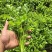 精品香菜菜大量上市