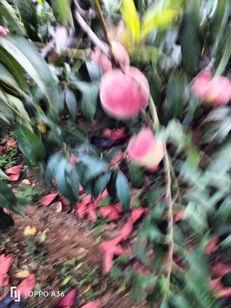 青岛莱西金秋红蜜桃，表光，糖度任你挑。懂的约