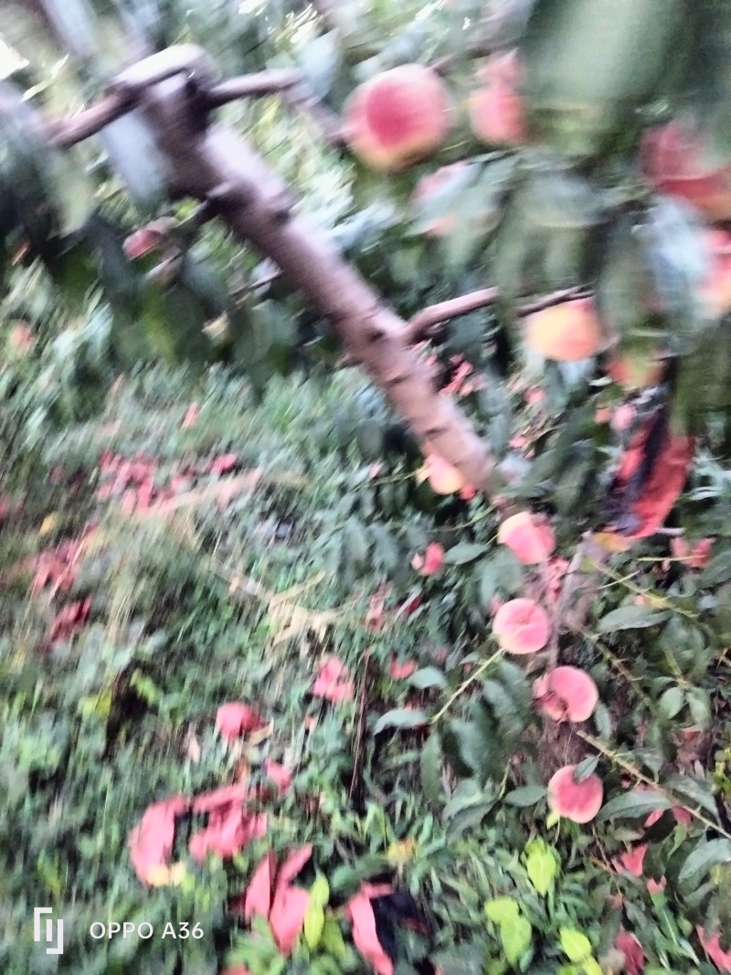 青岛莱西金秋红蜜桃，表光，糖度任你挑。懂的约