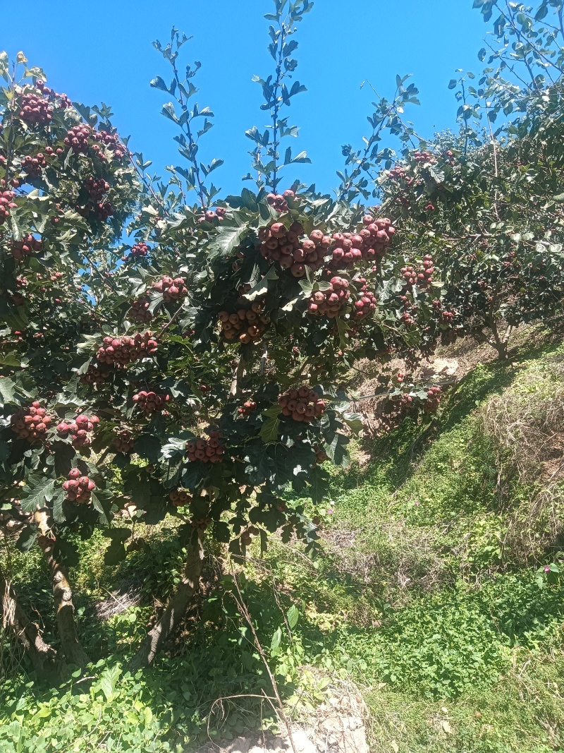 山楂