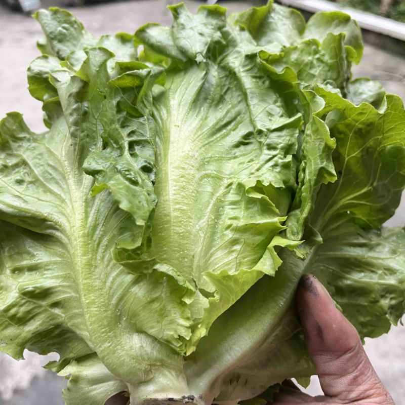 精品意大利生菜自产自销
