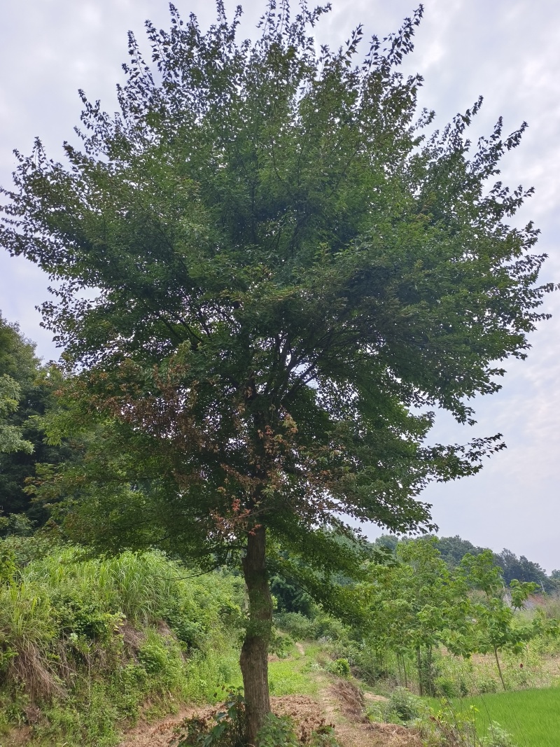 湖北随州三角枫。基地直发品质保证诚信合作欢迎来电