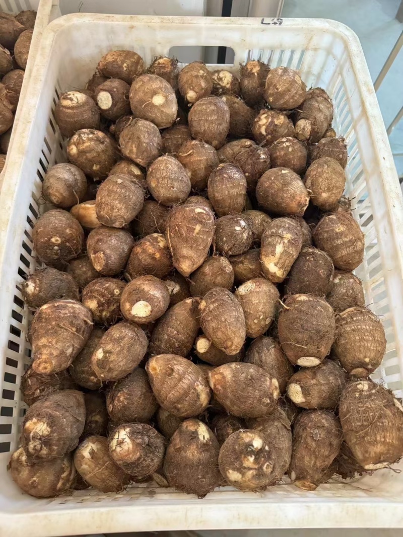 芋头8520.豆包，工人分捡大中小各种规格，好通货都有。