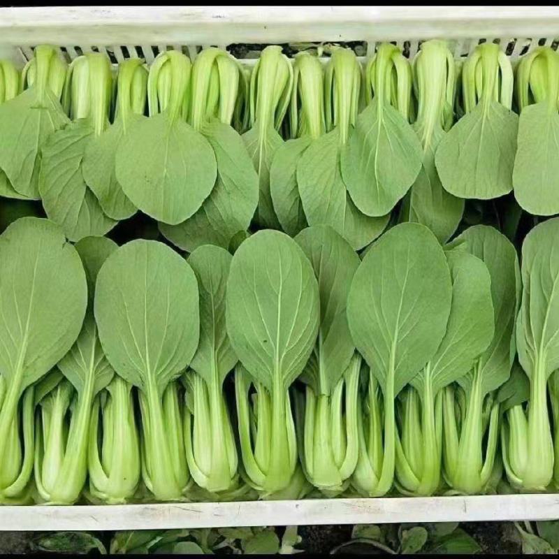 精品小青菜，上海青，规格齐全，产地直发量大从优！