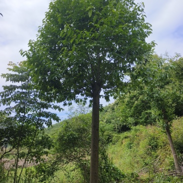 湖北随州红果冬青基地直发量大从优价格美丽欢迎来电